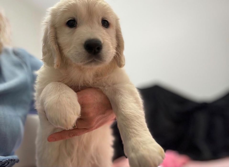 Doação de cachorro Golden