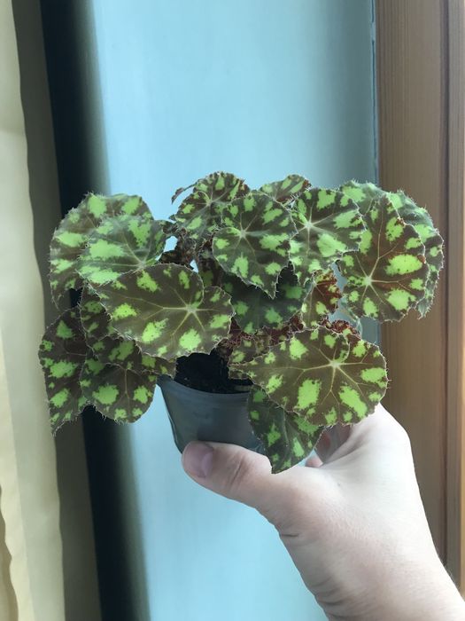 Бегонія тигрова міні