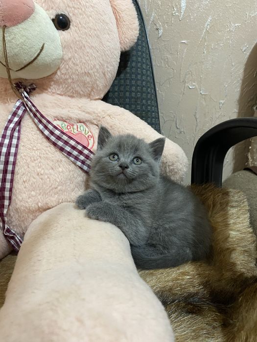 Шотландська прямовуха дівчинка