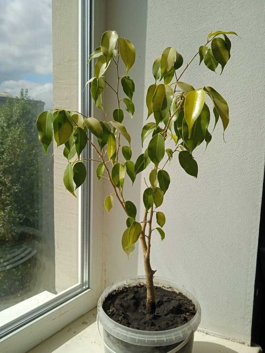 Продам фикус Бенджамина светлолистый