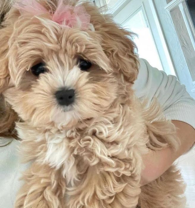 Мальтипу — тепло, яке завжди поруч