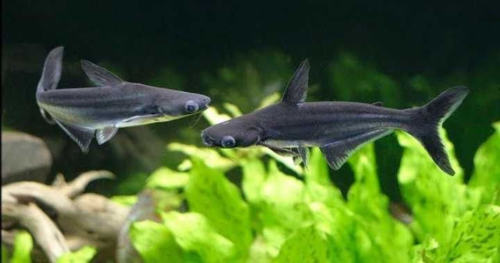 GB Sum Rekini - dowóz ryb!