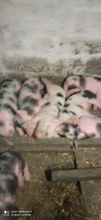 Продам поросята породи французький петрен