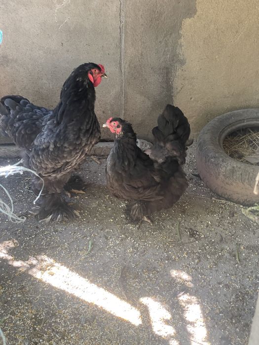 Casal de brahmas