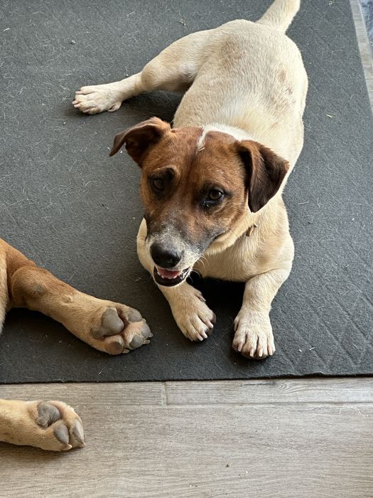 Jack russell familia