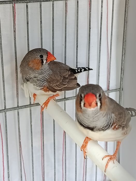 Mandarins ( casal )