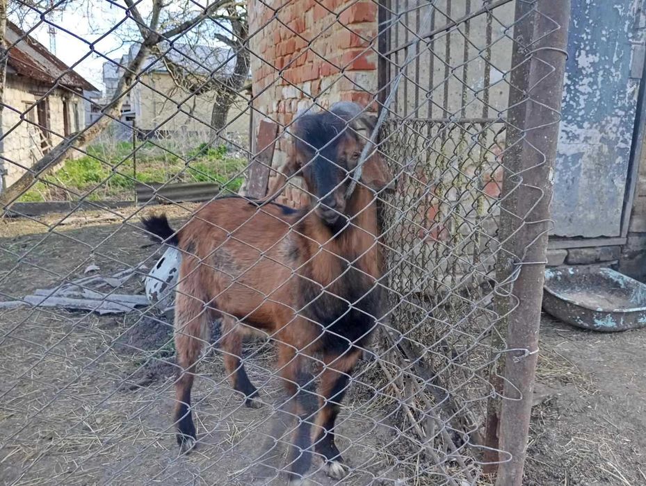 Продам цапа англонубієць
