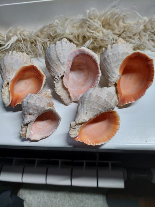 Продам ракушки и кораллы разные