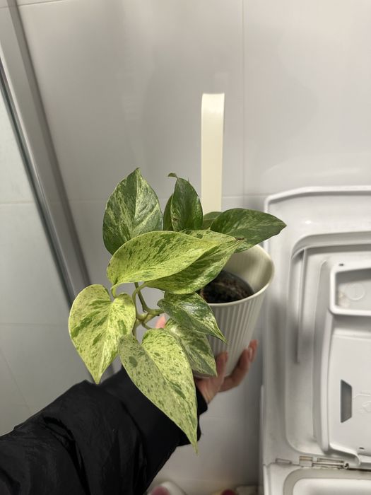 Epipremnum Marble Queen