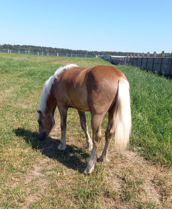 Stanowka krycie ogierem rasy haflinger Bary