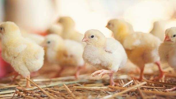 Несушка Ломан Браун Сенді ДОБОВА Курчата Циплята Півники Півні Петушки