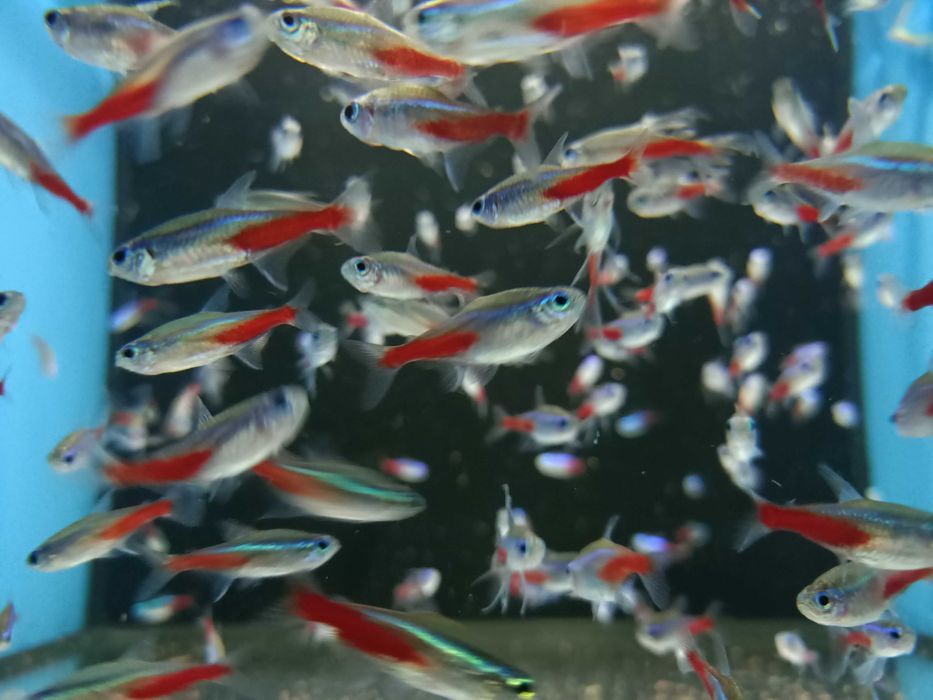 Neon Innesa - Sklep SKALAR