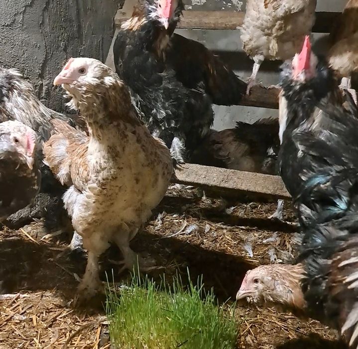 Курчата породи Фавероль