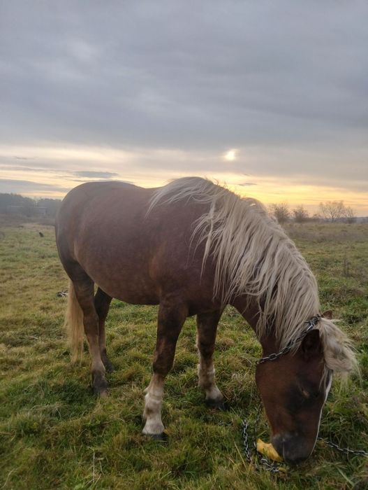 Кобила молода...