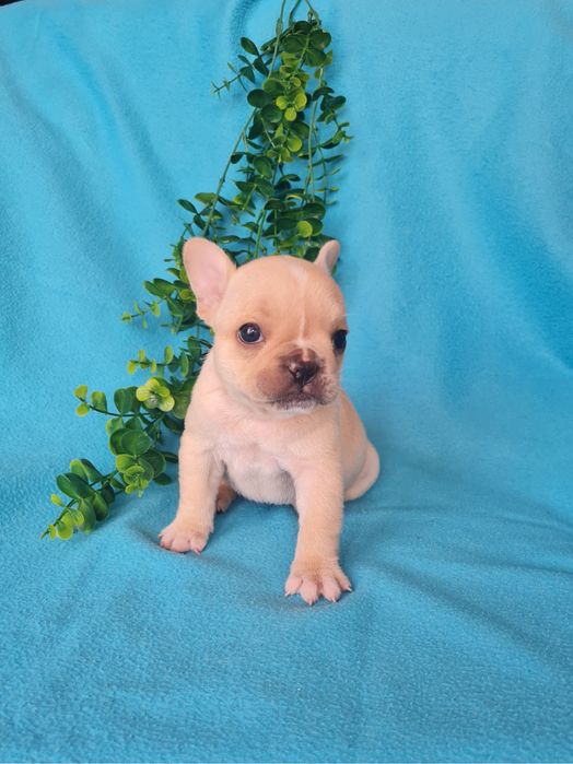 Excelente menina Bulldog/Bouledogue Francês de Qualidade