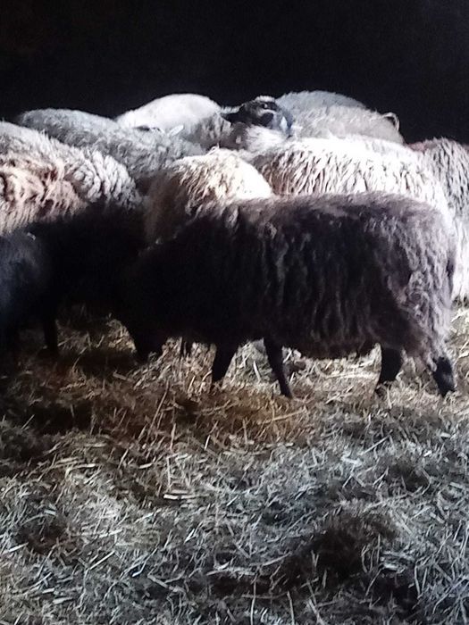 Sprzedam owoce  , barany