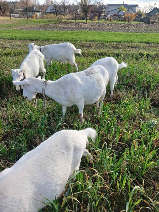 Подам погуляних кіз!!