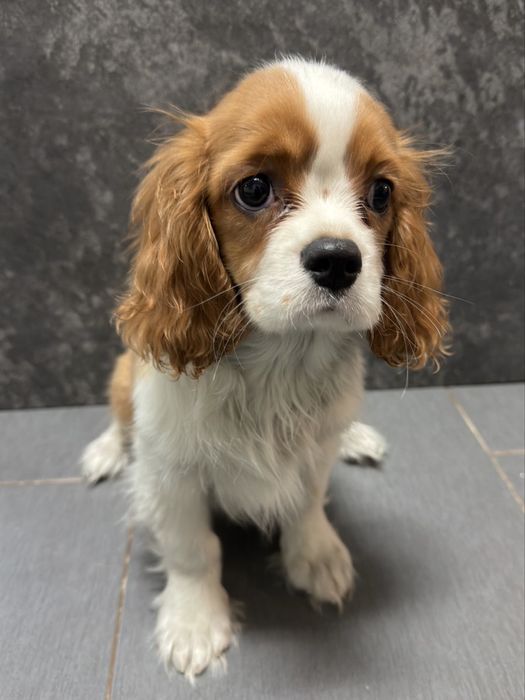 Cavalier King Charles