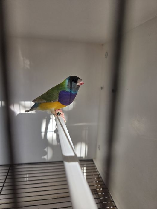 Diamantes de Gould de 2026 prontos a criar