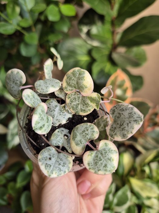 Кімнатні рослини фікус, традесканція, епіпремнум,драцена,циропегія