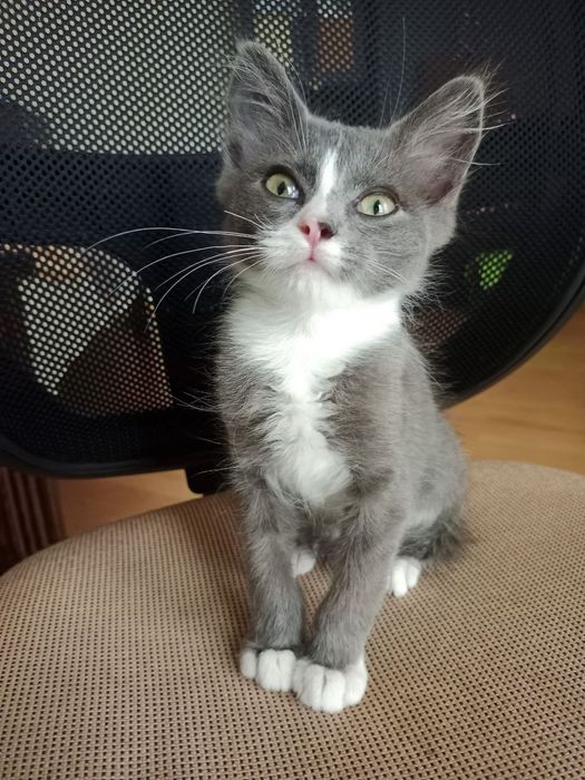 Віддам кошеня у добрі руки / Чудовий котик у білих шкарпетках!