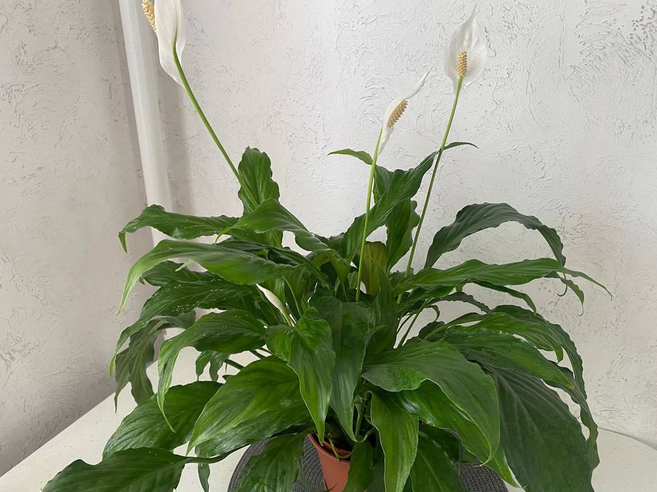 Продам квітучий, розкішний спатифіліум" жіноче щастя"