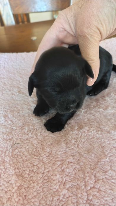 Hawańczyk suczka z rodowodem