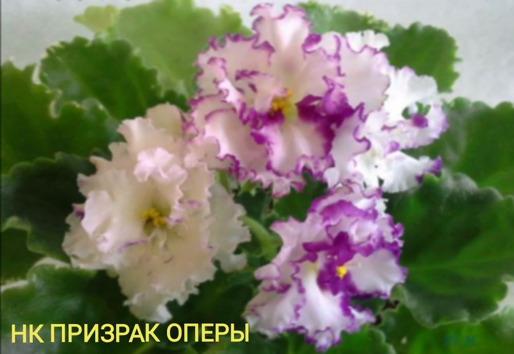 Сортові фіалки (сенполії) — листочки та дітки. Великий вибір! Оновлено