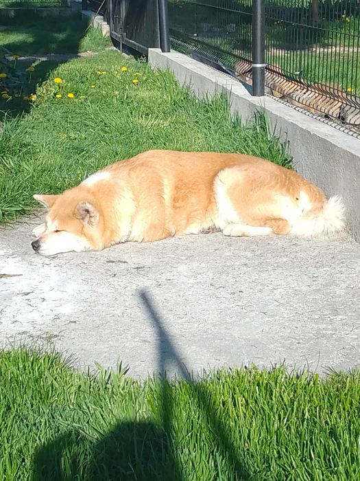 Akita Inu szczeniak.