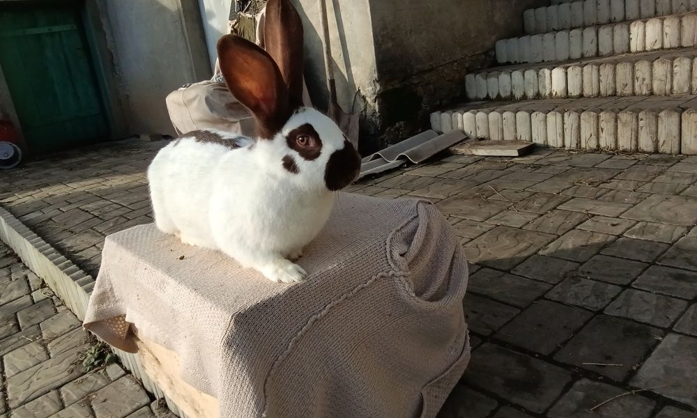 Кріличка породи Строкач Гавана вік 7 місяців вага 5,7