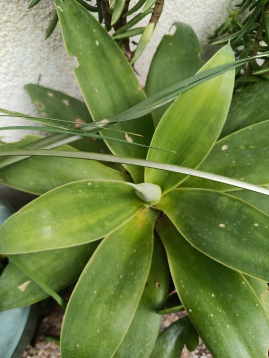 Agaves grandes para jardim