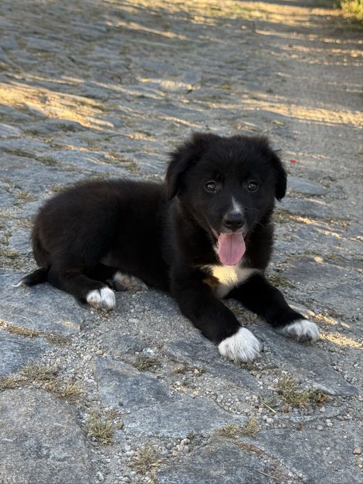 Cachorro border collie