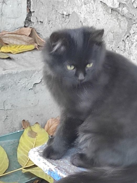 Віддам кошенят в гарні руки.