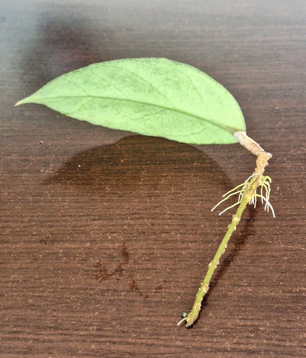 Hoya Bahoi (splash leaves)