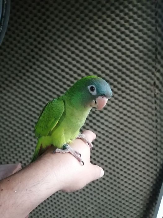Conures cabeça azul domesticados