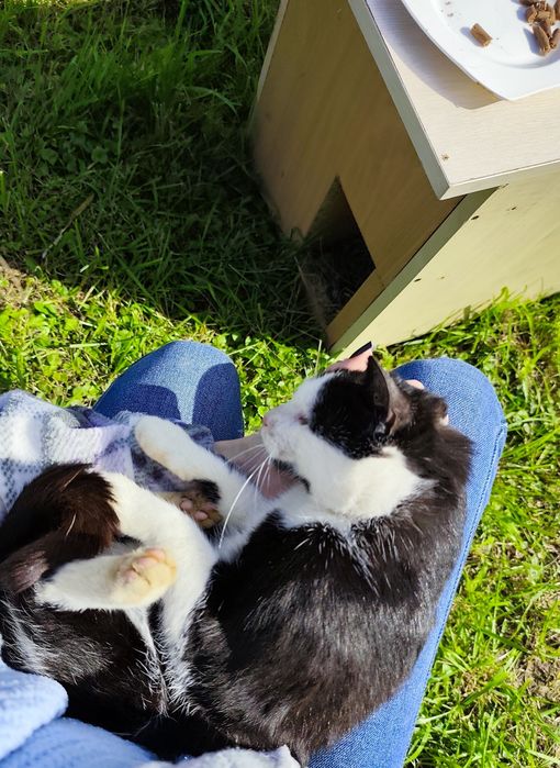 Kot szuka DOMU, Edzio kot w potrzebie szuka domu