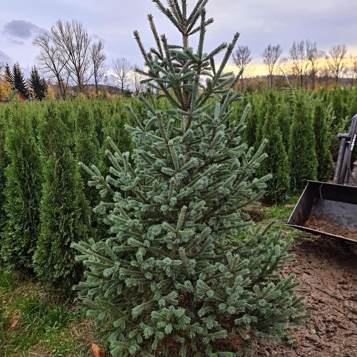 Świerk srebrny transport żywopłot