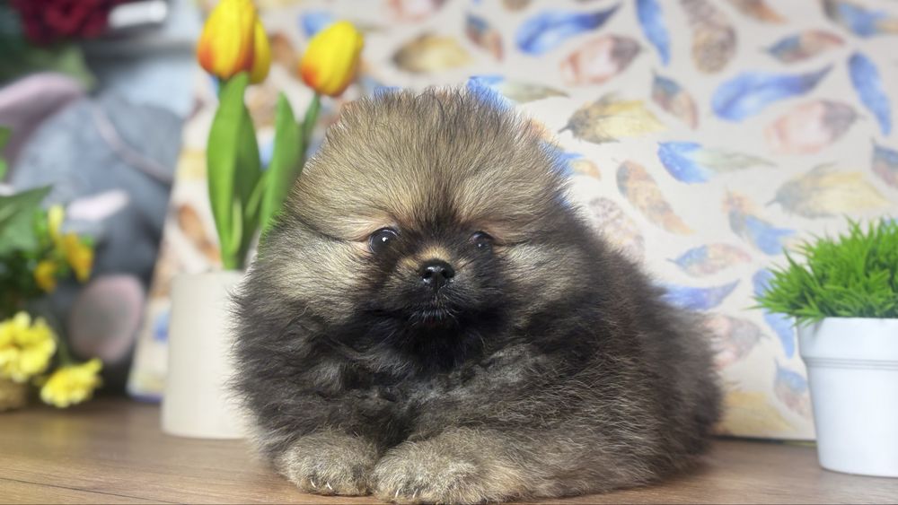 Лапуля помераночка