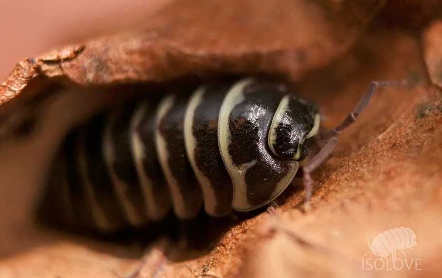 Armadillidium maculatum, równonogi zebra, isopoda, prosionki, kulanki