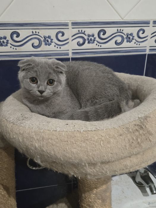 Gatinha Scottish Fold Cizenta