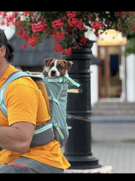 Рюкзак для переноски собак Ruffwear Hitch Hiker