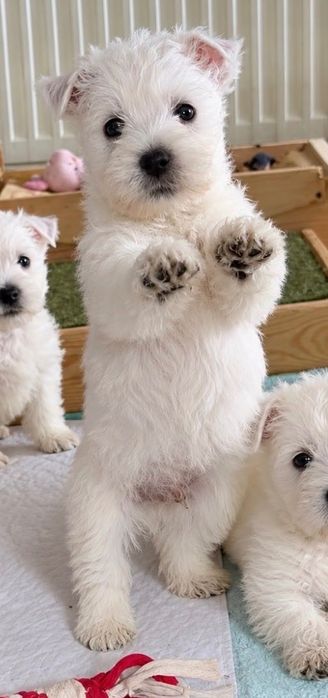 West Highland White Terrier ZKwP - szczeniak piesek Perfect Pride