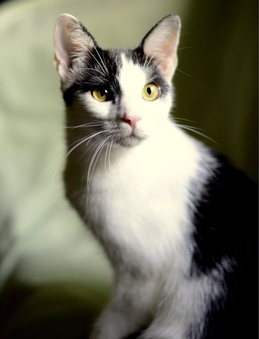 Pokochaj i Przygarnij Zuźka