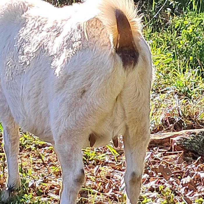Vendo cabra cruzada