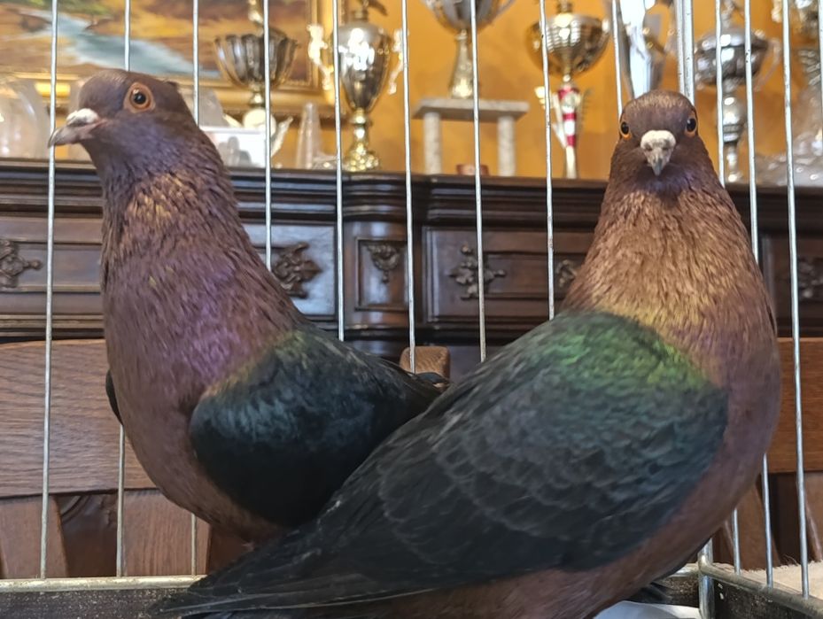 Gil, Gile miedziane, wysyłam, gołębie ozdobne