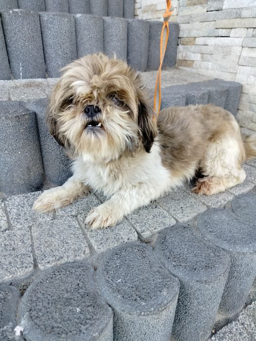 Shih  TZU suczka