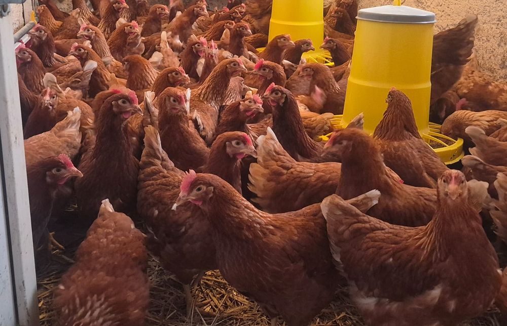 Kury nioski  lohman brown, leghorn