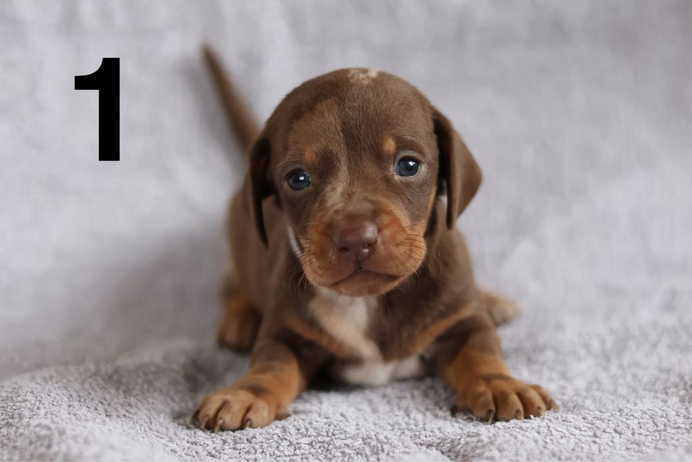 REZERWACJA Jamnik miniaturowy samiec