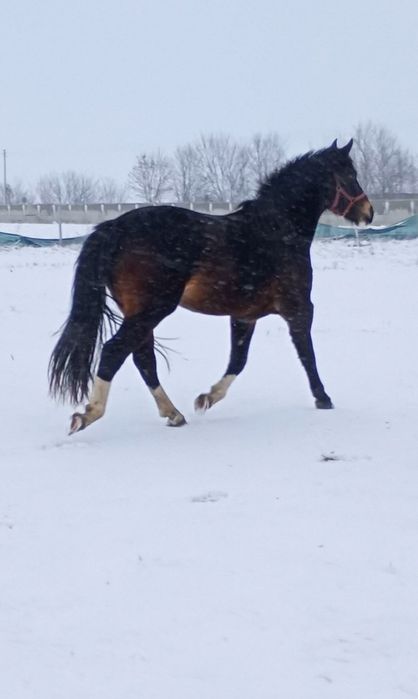 Klacz ślaska dopłatowa