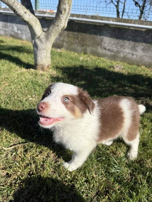 Border collie Macho chocolate PREÇO SÓ HOJE